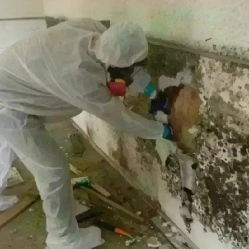 Mold Remediation and Removal in Milton, VT